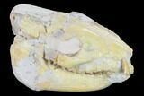 Fossil Oreodont (Merycoidodon) Skull - Wyoming #134358-3